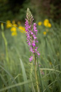 Orchidee