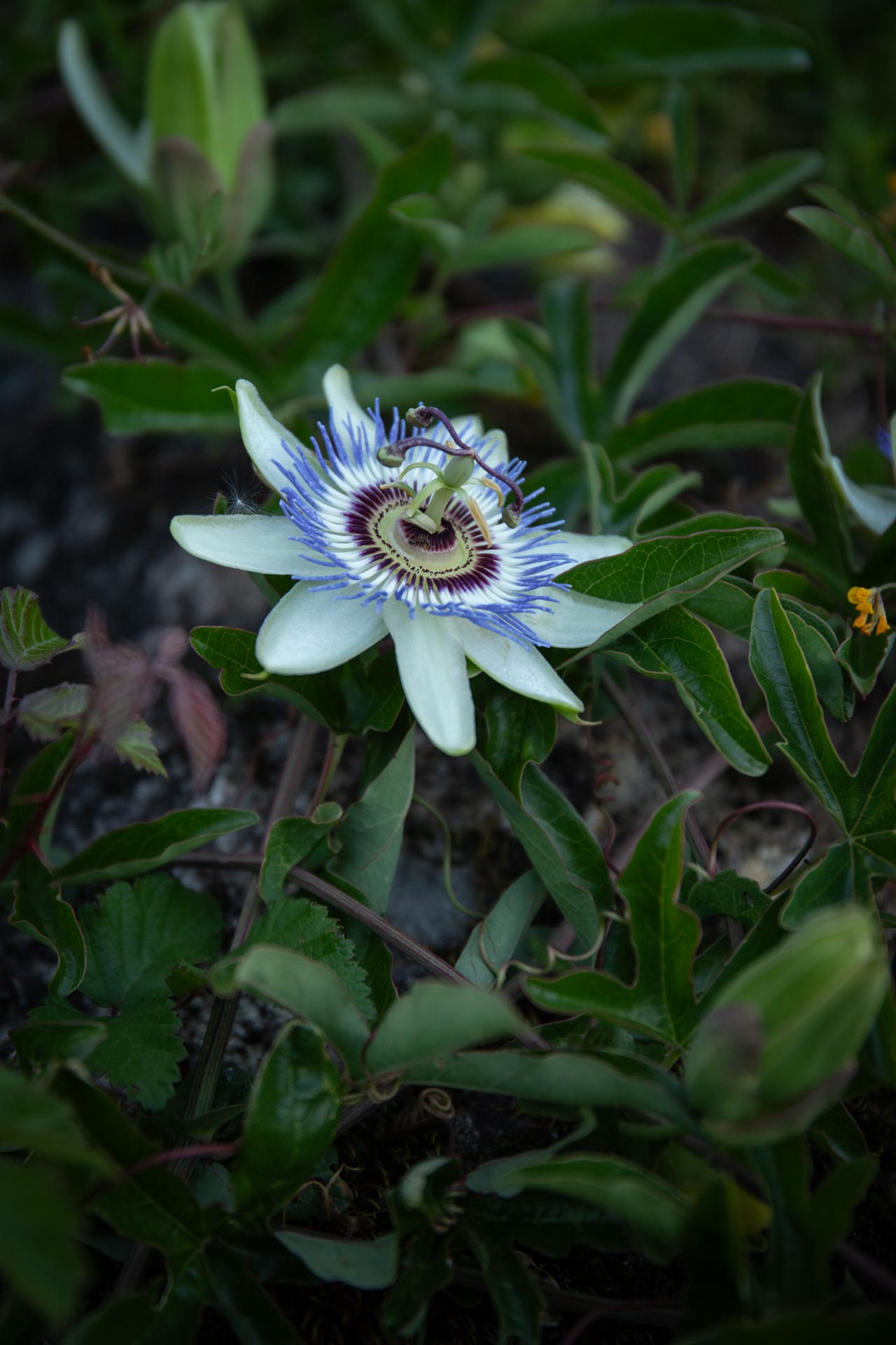 Passionsblume