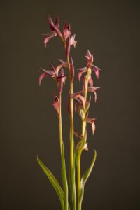 Serapias parviflora-Orchidee