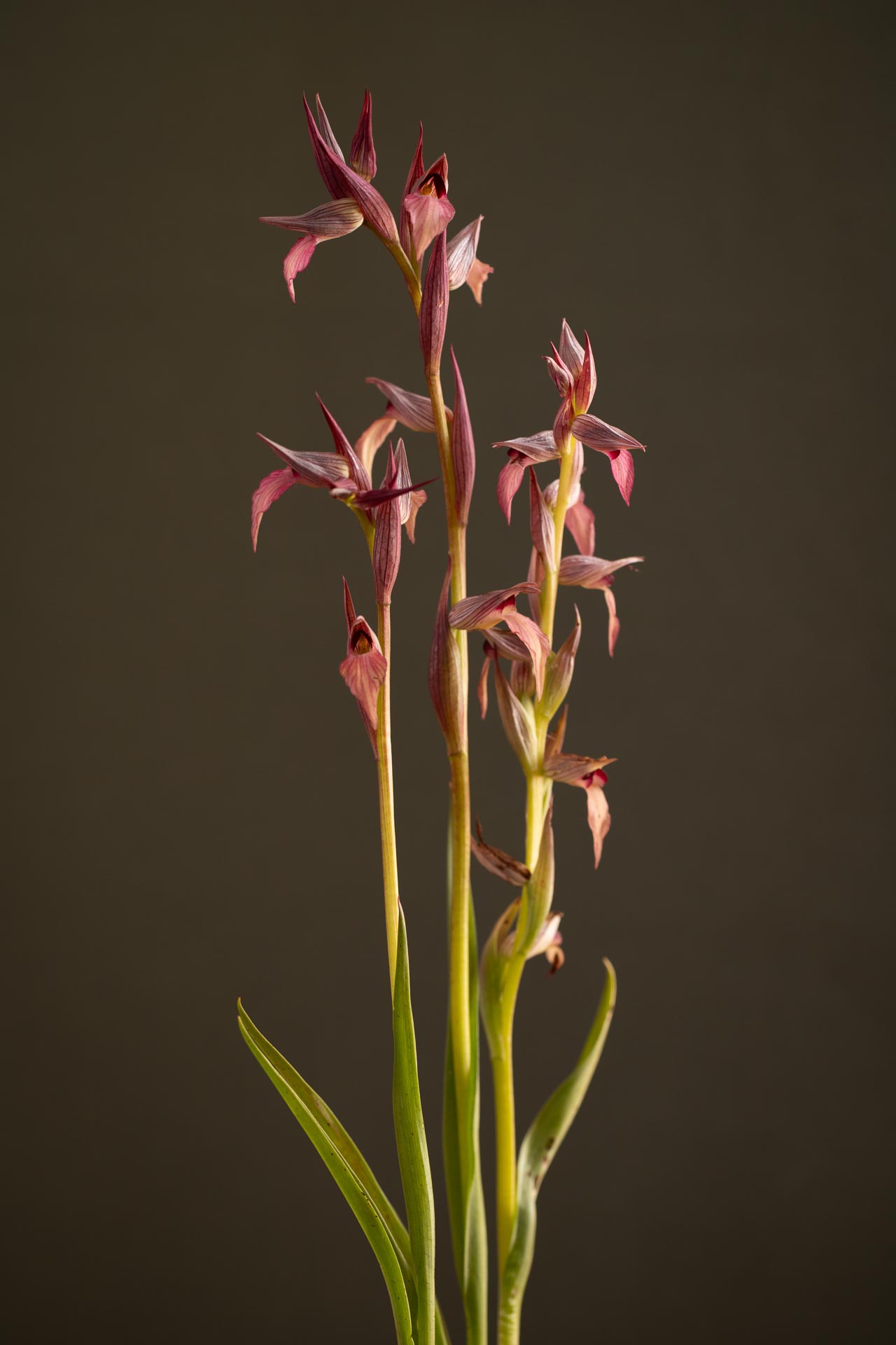 Serapias parviflora-Orchidee