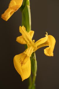 Iris pseudacorus