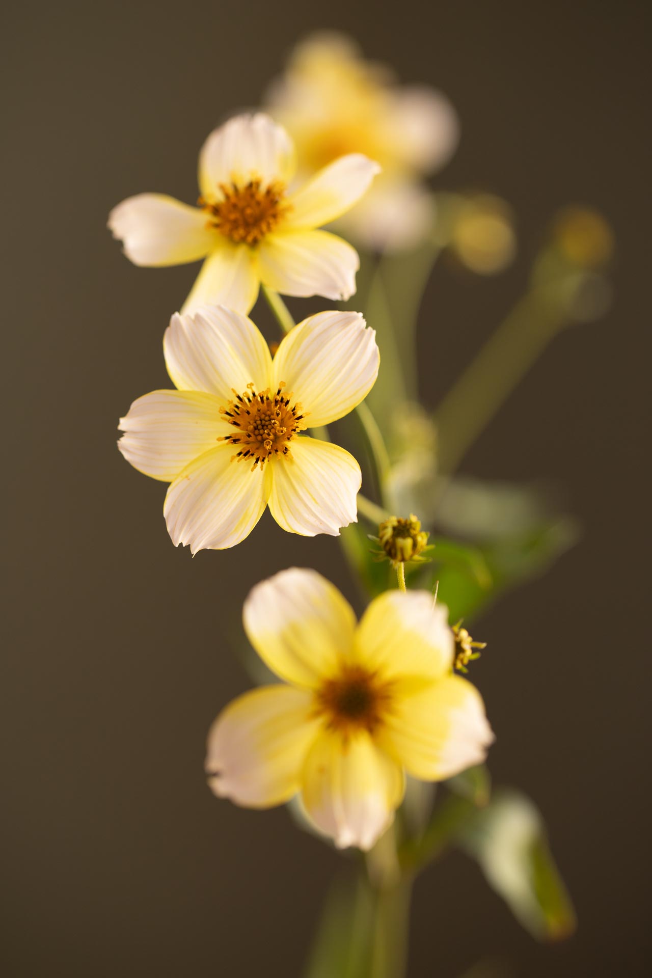 Goldener Zweizahn